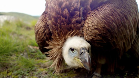 Was hat ein Geier mit einer Flöte zu tun? · Frage trifft Antwort