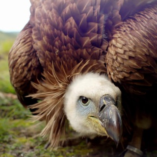 Was hat ein Geier mit einer Flöte zu tun? · Frage trifft Antwort