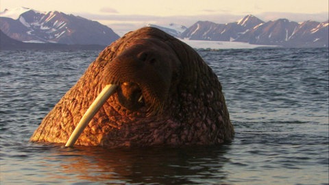 Wie entsteht ein Naturfilm?