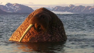 Wie entsteht ein Naturfilm?