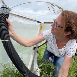 Forscherin benutzt einen modifzierten Staubsauger, um Insekten von Blättern und Halmen auf einer Wiese abzusammeln