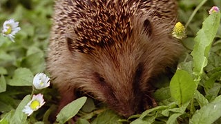 Der Igel · Tiere und Pflanzen