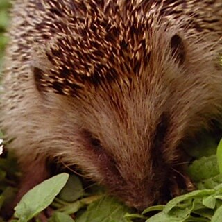 Der Igel · Tiere und Pflanzen