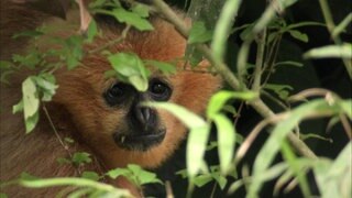 Neue Arten braucht die Welt · Theos Tierwelt