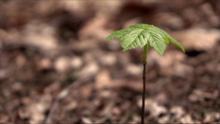Ein Baum Sprössling wächst auf dem Waldboden. 
