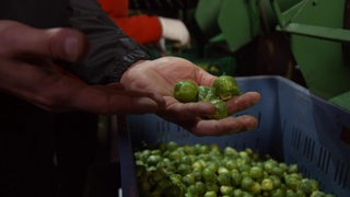 Eine Hand holt Rosenkohl aus einem Behälter.