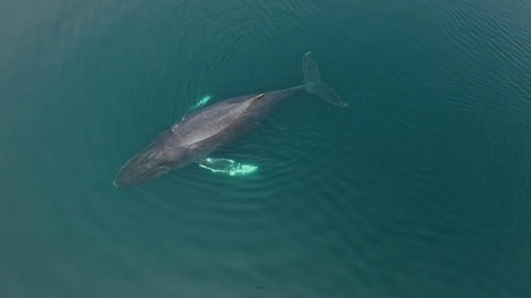 Ein Delfin schwimmt an der Wasseroberfläche und taucht mir seinem Kopf in das Wasser ein.