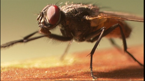 Haben Insekten einen Geschmackssinn? · Frage trifft Antwort