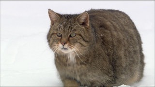 Lebensraum Pfälzerwald