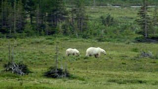 Ein großer und ein kleiner Eisbär laufen durch eine Graslandschaft.