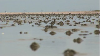 Was macht der Wurm im Watt? · Frage trifft Antwort