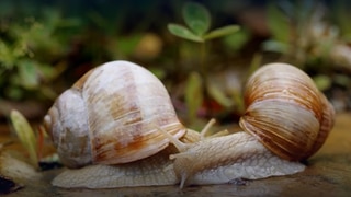Wie kommen Weinbergschnecken gut über den Winter? · Frage trifft Antwort