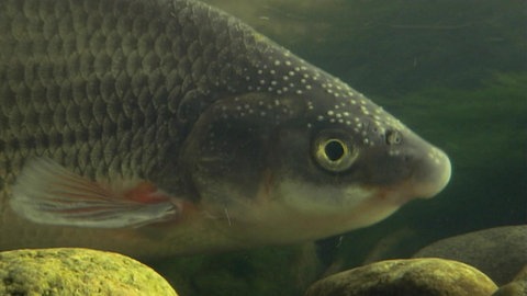 Der Bach der Nasen · Natur nah