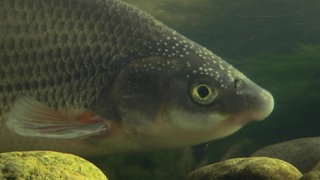 Der Bach der Nasen · Natur nah