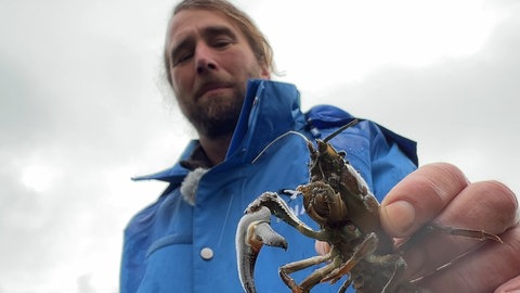 Ein Signalkrebs in der Hand eines bärtigen Mannes mit blauer Jacke