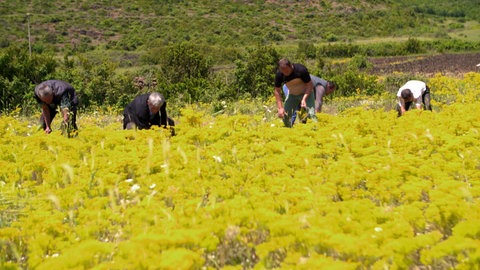 Superpflanzen: Die blühende Revolution