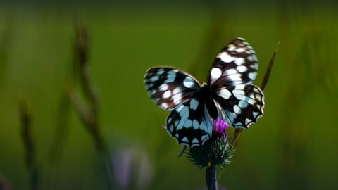 Landwirtschaft und Artenvielfalt