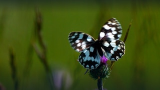 Landwirtschaft und Artenvielfalt