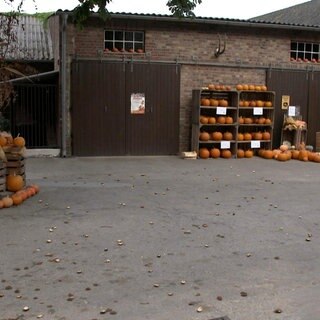 Auf einem Hof liegen einige Kürbisse