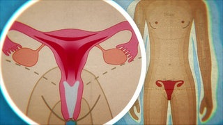 Animert – Ein Mädchen, daneben eine Nahaufnahme der Gebärmutter inklusive der Eierstöcke.