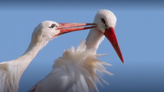 Lebensraum Elsass · Tiere und Pflanzen