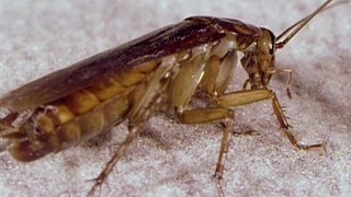 Kulturfolger Kakerlake · Natur nah