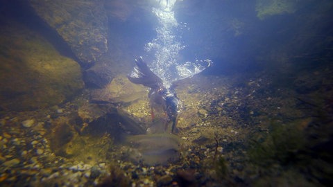 Die Rückkehr der bedrohten Vögel · Natur nah