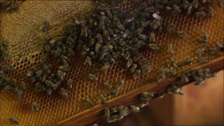 Kann man Kot essen? · Frage trifft Antwort