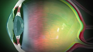 Wie sehen Katzen? · Frage trifft Antwort