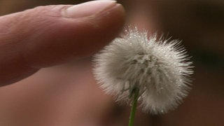 The Sense of Touch · Totally Phenomenal