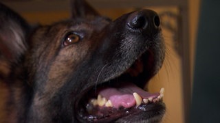 Wie spüren Hunde Drogen auf? · Frage trifft Antwort