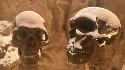 Schädel eines anatomisch modernen Menschen und eines Neandertalers in einer Vitrine im Reiss-Engelhorn-Museum Mannheim