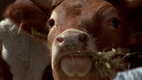 Tierhaltung · Woher kommt unser Fleisch?