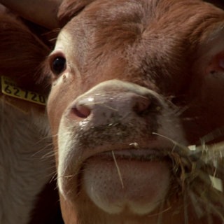 Tierhaltung · Woher kommt unser Fleisch?