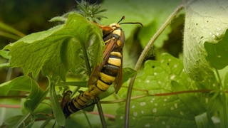 Die Hornisse, die keine ist · Das kleine 1x1 der Artenkunde