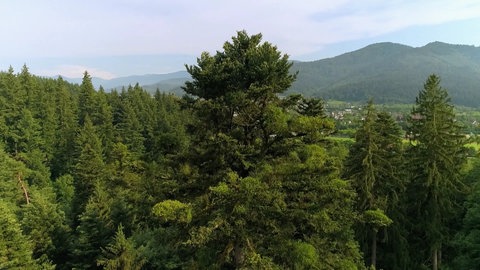 Ein großer Baum in einem hügeligen Wald.