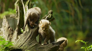 So wachsen Tierkinder auf · Tiere im Zoo