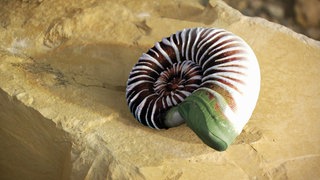 Wie entsteht ein Fossil? · Frage trifft Antwort