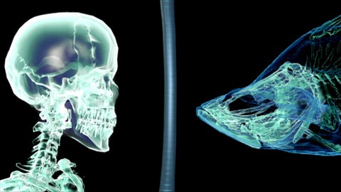 Vom Fisch zum Lurch · Das Tier in Dir