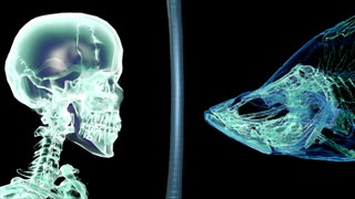 Vom Fisch zum Lurch · Das Tier in Dir