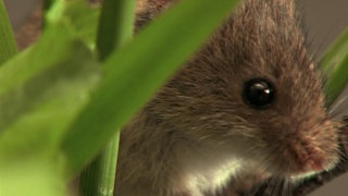 Im Reich der Mäuse · Natur nah