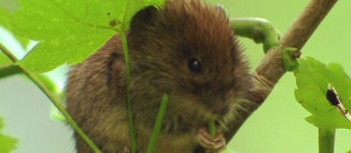 Warum sind Auwälder wichtig? · Frage trifft Antwort