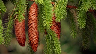 Wie erobern Pflanzen Neuland? · Frage trifft Antwort