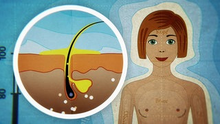 Animiert – Zeichnung einer Haares mit der Haarwurzel, Drüse und dem Fett, das das Haar umgibt