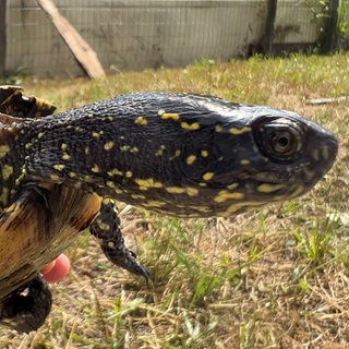 Europäische Sumpfschildkröte in der Hand eines Naturschützers kurz vor ihrer Auswilderung. Im Hintergrund ein Auwald.