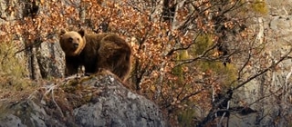 Rettung in letzter Minute