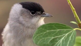 Die Mönchsgrasmücke · Die geheimnisvollen Reisen der Tiere