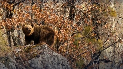 Saved from extinction