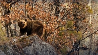 Saved from extinction