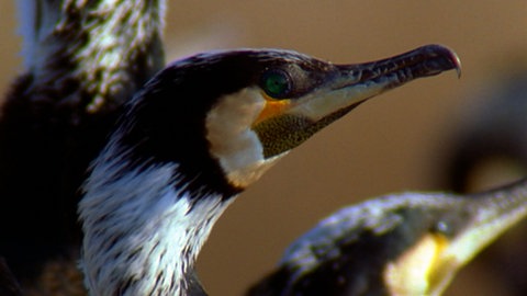 Lebensraum Ostsee · Natur nah
